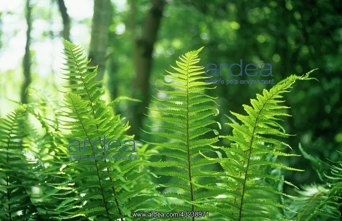 : Fern, Male fern, Dryopteris filix-mas : Fern, Male fern, Dryopteris filix-mas