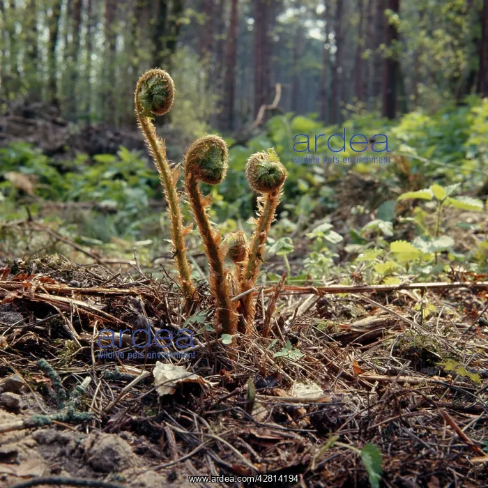 : Fern - male, fronds, unfurling : Fern - male, fronds, unfurling