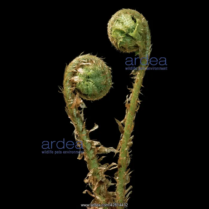 : Fern - male, uncurling fronds : Fern - male, uncurling fronds