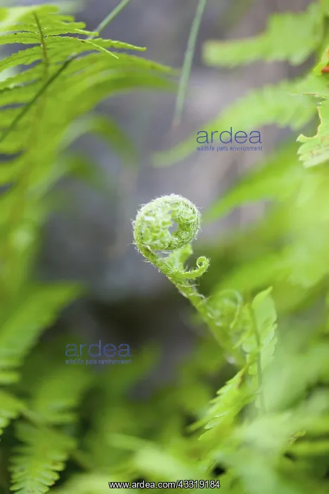 : Fern, Mass of green coloured foliage growing wild : Fern, Mass of green coloured foliage growing wild
