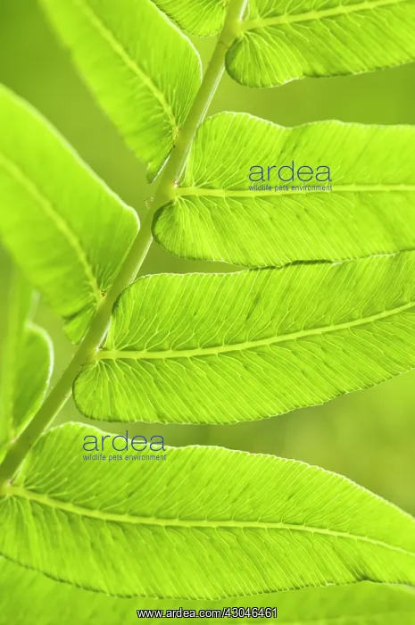 : Fern, Osmunda regalis : Fern, Osmunda regalis