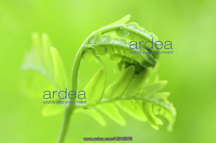 : Fern, Osmunda regalis : Fern, Osmunda regalis