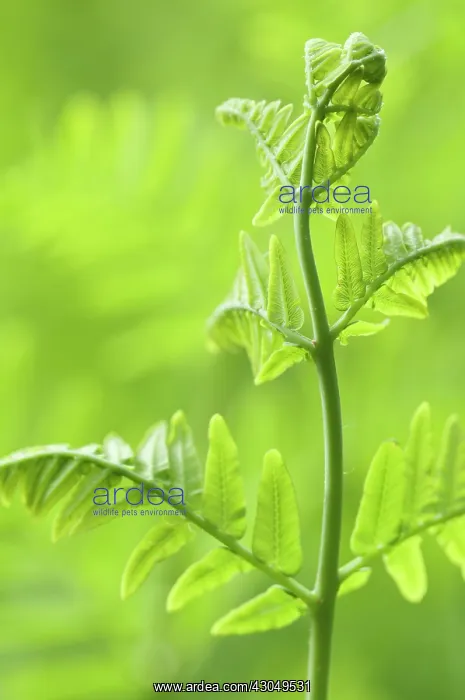 : Fern, Osmunda regalis : Fern, Osmunda regalis