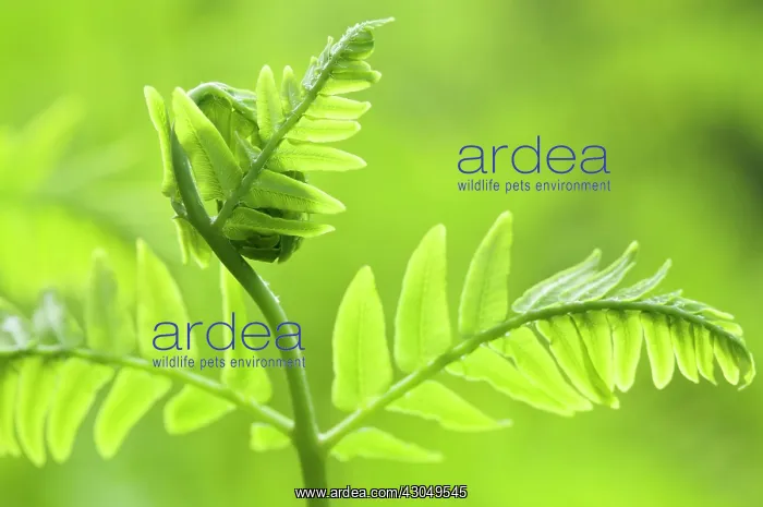 : Fern, Osmunda regalis : Fern, Osmunda regalis