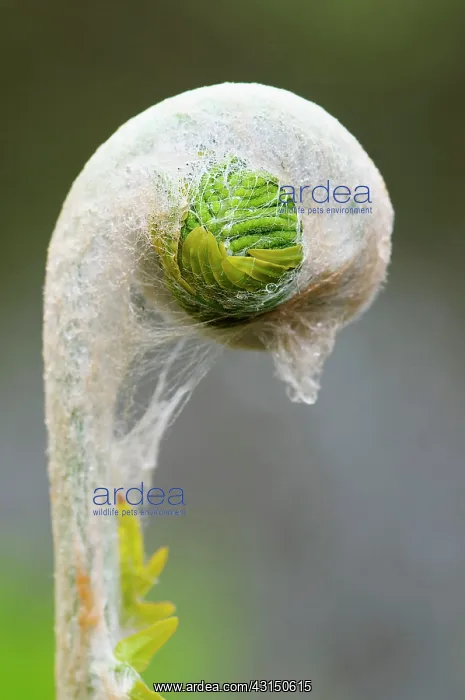: Fern, Osmunda regalis, Foliage beginning to unfurl itself.- : Fern, Osmunda regalis, Foliage beginning to unfurl itself.-