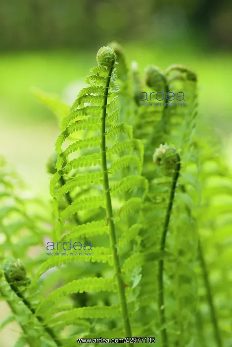  : Fern, Ostrich fern, Shuttlecock fern, Matteuccia struthiopteris