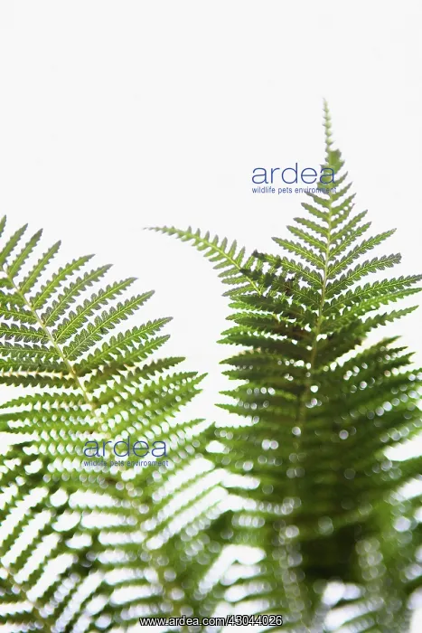  : Fern, Ostrich fern, Shuttlecock fern, Matteuccia struthiopteris