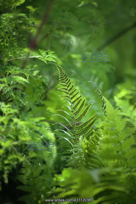 : Fern, Ostrich fern, Shuttlecock fern, Matteuccia : Fern, Ostrich fern, Shuttlecock fern, Matteuccia
