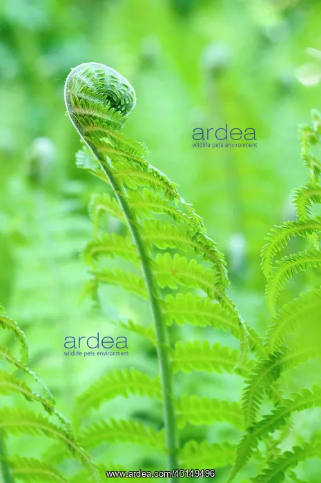 : Fern, Ostrich fern, Shuttlecock fern, Matteuccia : Fern, Ostrich fern, Shuttlecock fern, Matteuccia
