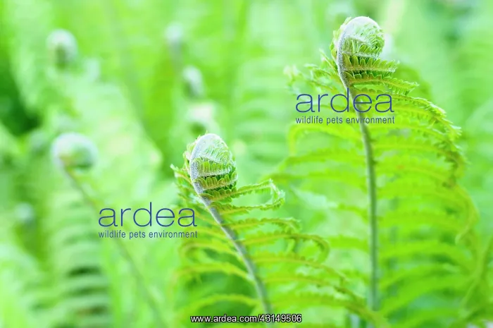 : Fern, Ostrich fern, Shuttlecock fern, Matteuccia : Fern, Ostrich fern, Shuttlecock fern, Matteuccia