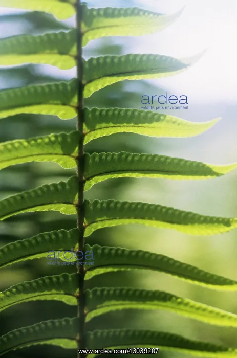 : Fern, Polypodium vulgare : Fern, Polypodium vulgare