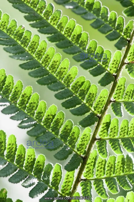 : Fern, Pteridium aquilinum : Fern, Pteridium aquilinum