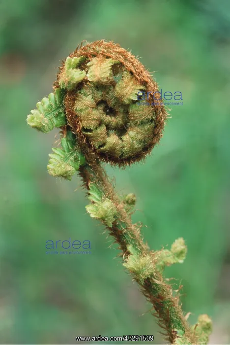 : Fern - shoot unfurling : Fern - shoot unfurling