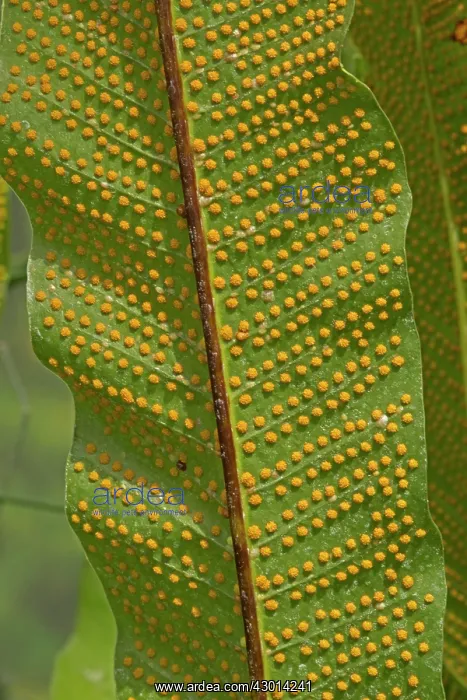  : Fern showing spores