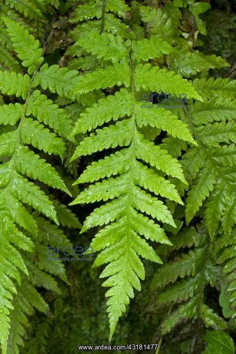 : Fern (Stegnogramma pozoi Syn.: Cyclosorus pozoi) : Fern (Stegnogramma pozoi Syn.: Cyclosorus pozoi)