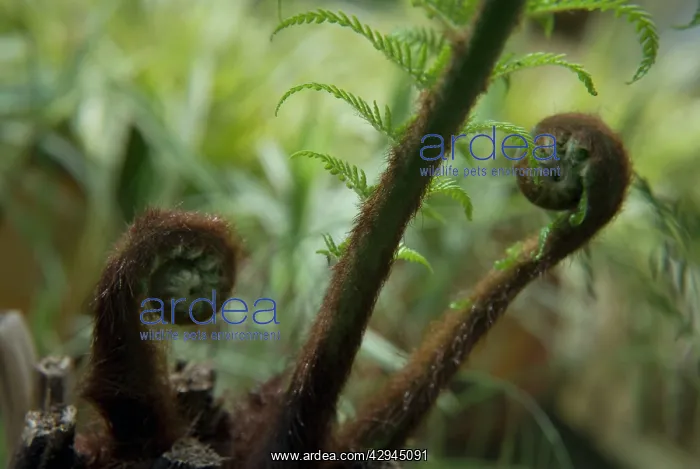 : Fern, Tree fern, Dicksonia antartica : Fern, Tree fern, Dicksonia antartica