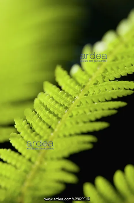 : Fern, Tree fern, Dicksonia antartica : Fern, Tree fern, Dicksonia antartica