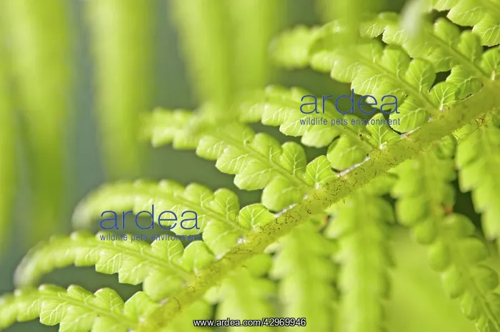 : Fern, Tree fern, Dicksonia antartica : Fern, Tree fern, Dicksonia antartica