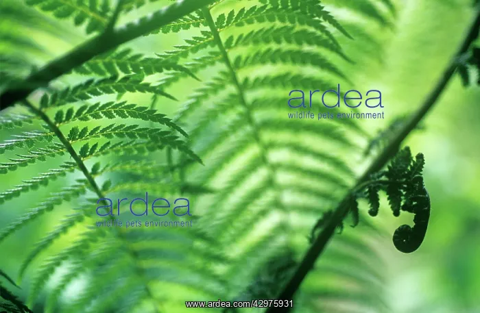 : Fern, Tree fern, Dicksonia antartica : Fern, Tree fern, Dicksonia antartica