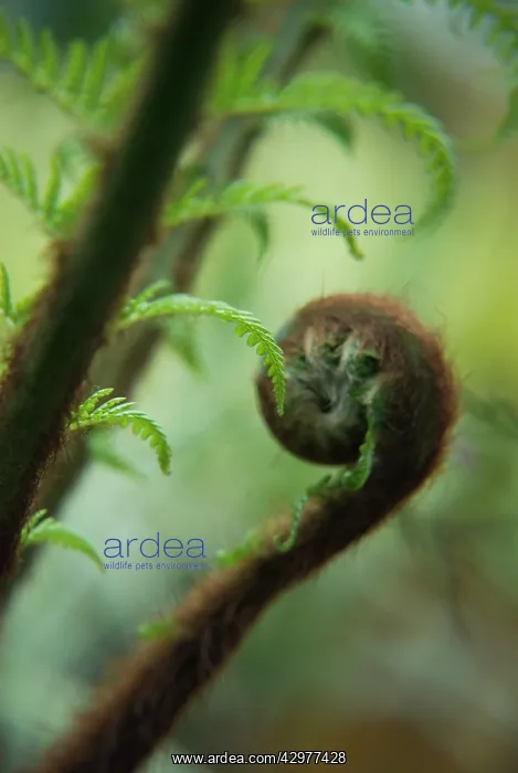 : Fern, Tree fern, Dicksonia antartica : Fern, Tree fern, Dicksonia antartica