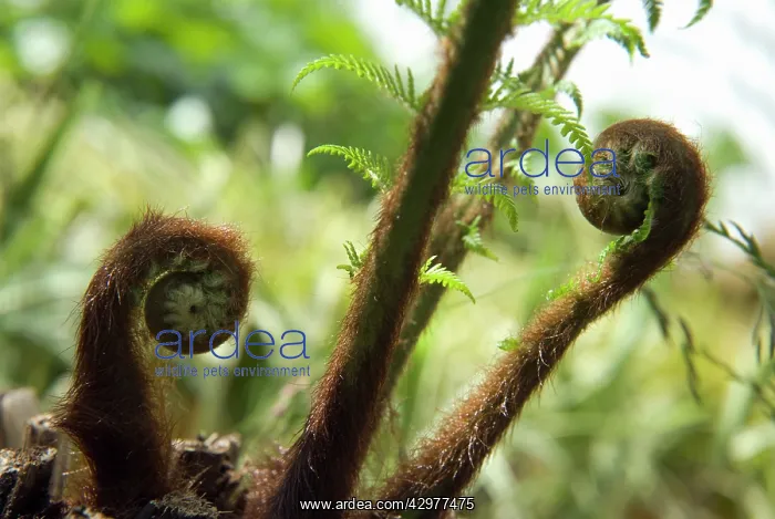 : Fern, Tree fern, Dicksonia antartica : Fern, Tree fern, Dicksonia antartica