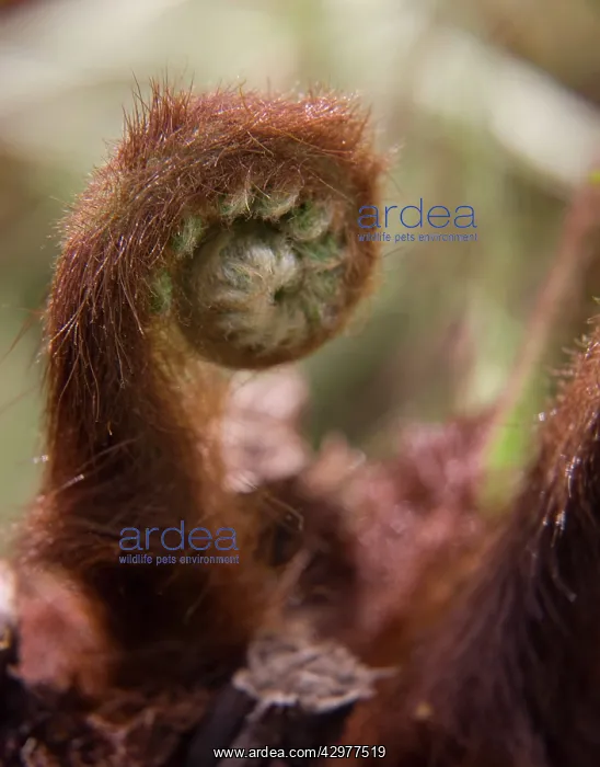 : Fern, Tree fern, Dicksonia antartica : Fern, Tree fern, Dicksonia antartica