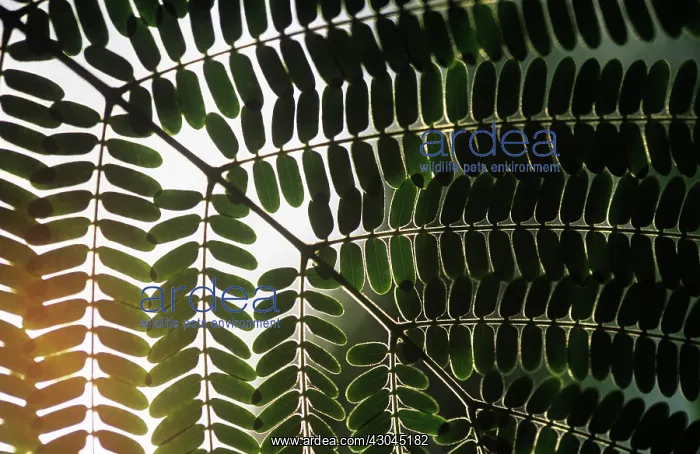 : Fern, Tree fern, Dicksonia antartica : Fern, Tree fern, Dicksonia antartica
