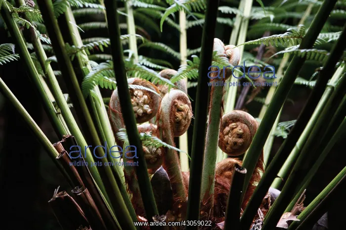 : Fern, Tree fern, Dicksonia antartica : Fern, Tree fern, Dicksonia antartica