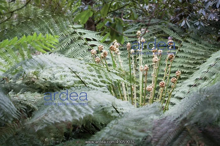 : Fern, Tree fern, Dicksonia antartica : Fern, Tree fern, Dicksonia antartica
