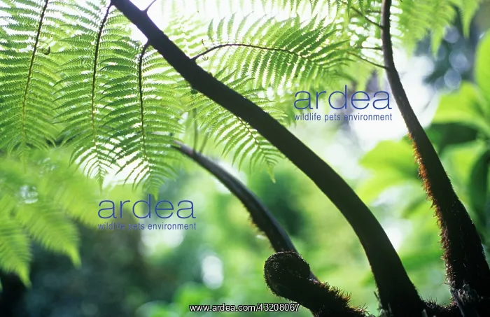 : Fern, Tree fern, Dicksonia antartica : Fern, Tree fern, Dicksonia antartica