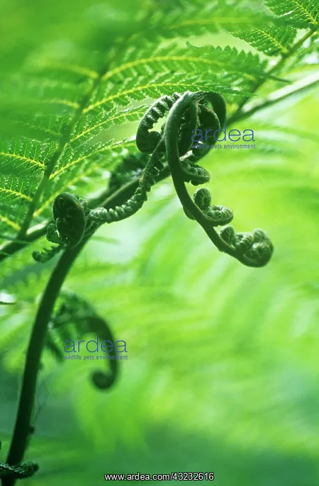 : Fern, Tree fern, Dicksonia antartica : Fern, Tree fern, Dicksonia antartica