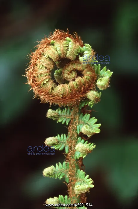 : FERN - unfurling stage : FERN - unfurling stage