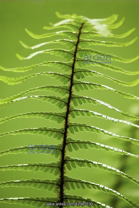 : Fern, Wallich's wood fern, Dryopteris wallichiana : Fern, Wallich's wood fern, Dryopteris wallichiana