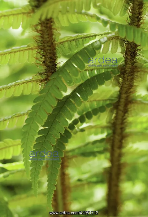 : Fern, Wallich's wood fern, Dryopteris wallichiana : Fern, Wallich's wood fern, Dryopteris wallichiana