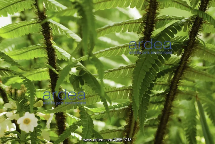 : Fern, Wallich's wood fern, Dryopteris wallichiana : Fern, Wallich's wood fern, Dryopteris wallichiana