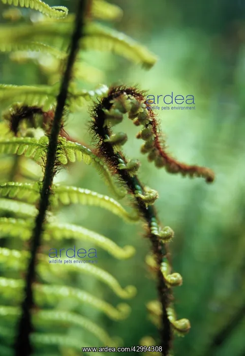 : Fern, Wallich's wood fern, Dryopteris wallichiana : Fern, Wallich's wood fern, Dryopteris wallichiana