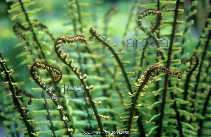 : Fern, Wallich's wood fern, Dryopteris wallichiana : Fern, Wallich's wood fern, Dryopteris wallichiana