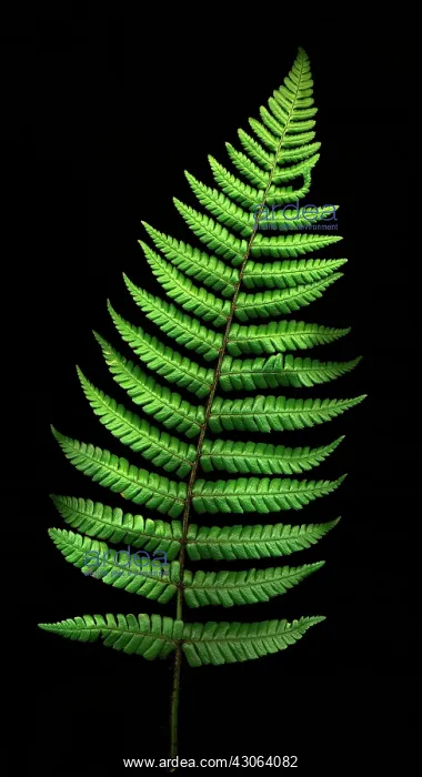 : Fern, Wallich's wood fern, Dryopteris wallichiana : Fern, Wallich's wood fern, Dryopteris wallichiana