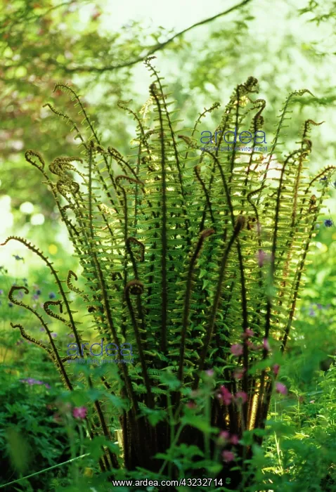 : Fern, Wallich's wood fern, Dryopteris wallichiana : Fern, Wallich's wood fern, Dryopteris wallichiana