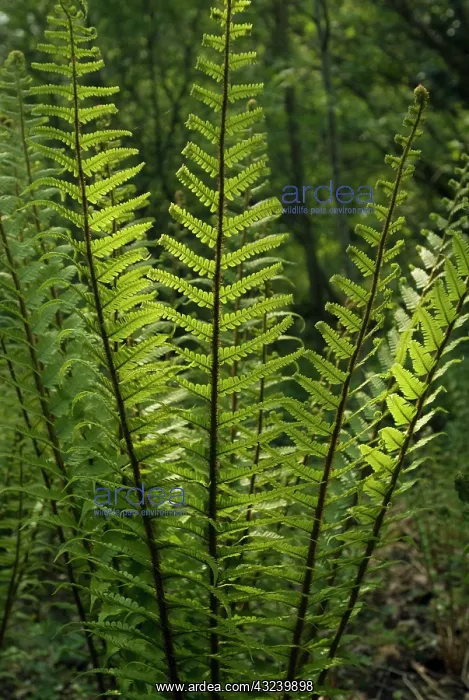 : Fern, Wallich's wood fern, Dryopteris wallichiana : Fern, Wallich's wood fern, Dryopteris wallichiana