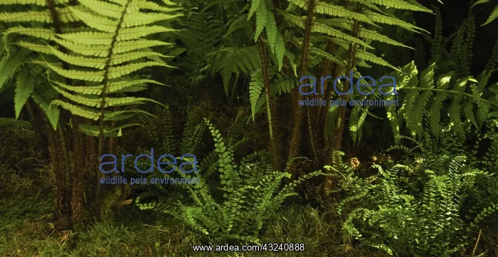 : Fern, Wallich's wood fern, Dryopteris wallichiana : Fern, Wallich's wood fern, Dryopteris wallichiana