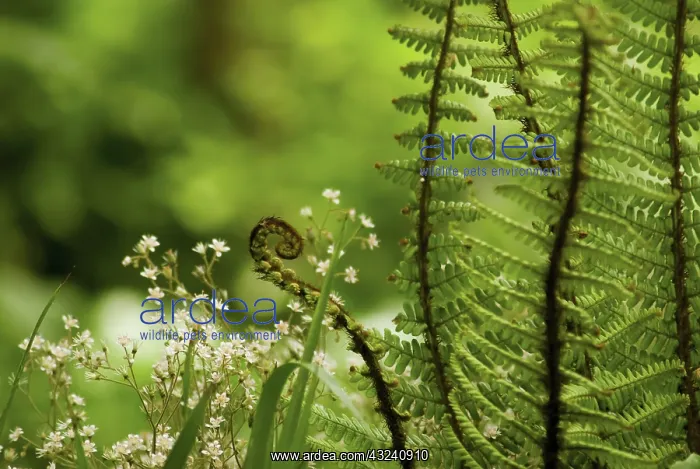 : Fern, Wallich's wood fern, Dryopteris wallichiana
