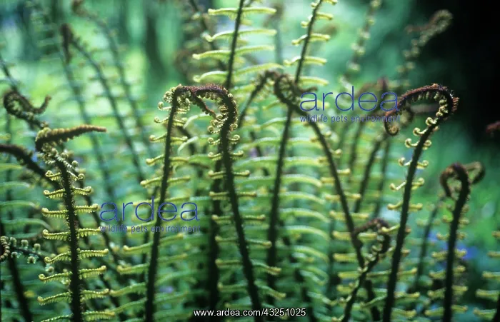 : Fern, Wallich's wood fern, Dryopteris wallichiana : Fern, Wallich's wood fern, Dryopteris wallichiana