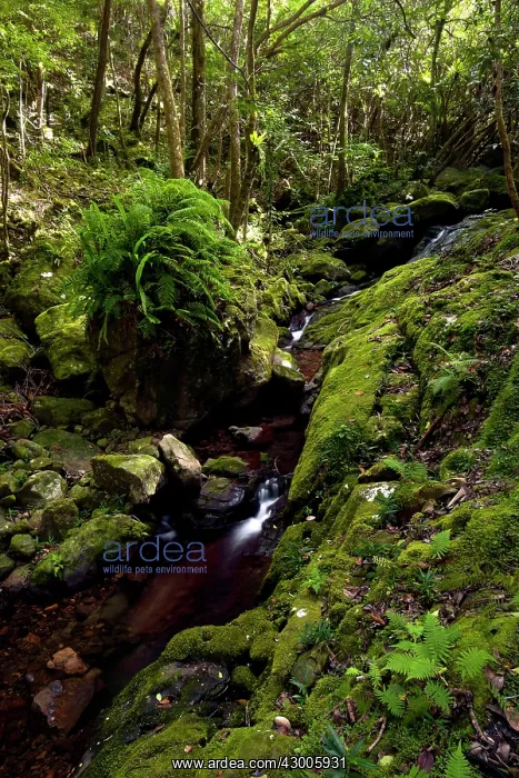 : Ferney Forest : Ferney Forest