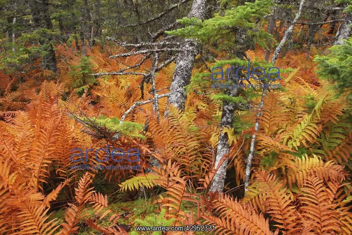 : Ferns - autumn foliage : Ferns - autumn foliage