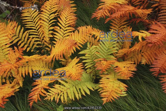 : Ferns - autumn foliage : Ferns - autumn foliage