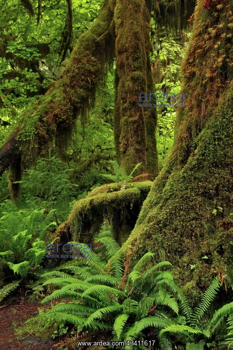 : Ferns and Big Leaf Maple tree draped with Club Moss : Ferns and Big Leaf Maple tree draped with Club Moss