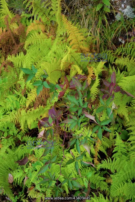  : Ferns, Blue Ridge Parkway, Smoky Mountains, USA