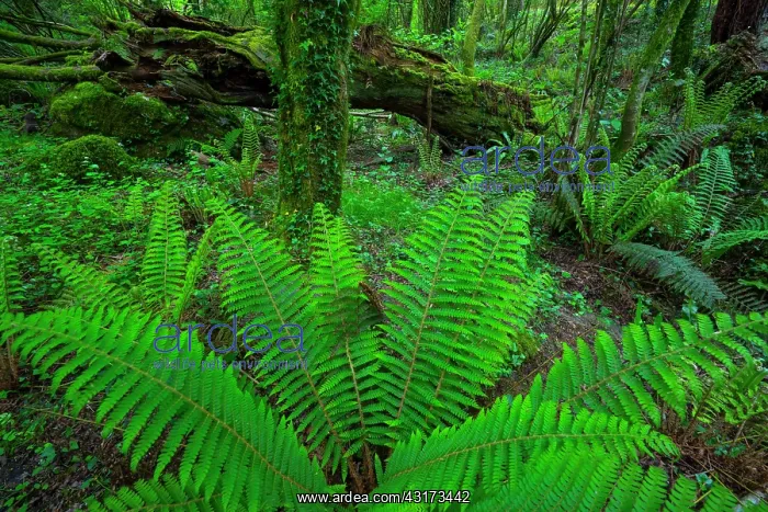 : Ferns, Chestnut forest, Onati, Gipuzkoa, Basque : Ferns, Chestnut forest, Onati, Gipuzkoa, Basque