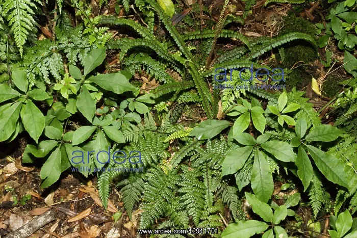: Ferns and other flora growing on forest floor : Ferns and other flora growing on forest floor